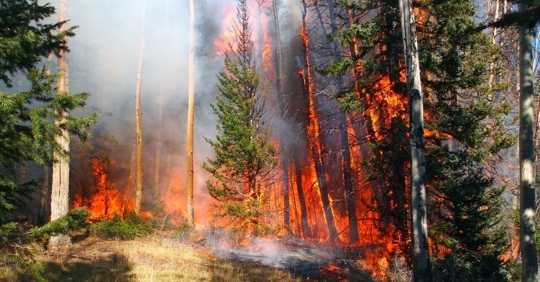 a forest with trees on fire